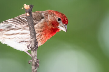 House Finch Resting on the Branch of a Tree