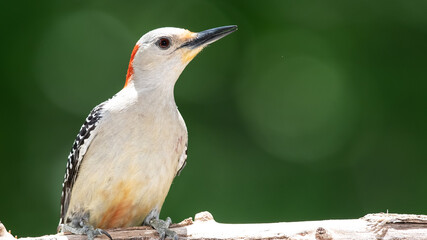 Profile of Red-Bellied Woodpecker Perched on a Branch
