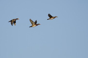 Flock of Wood Ducks Flying in a Blue Sky