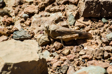 Caelifera grasshoper using mimicry on dry soil in Morocco