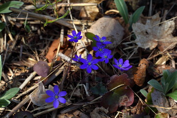 Wild blue early spring flowers Hepatica nobilis reaching towards the sun from dead brown leaves