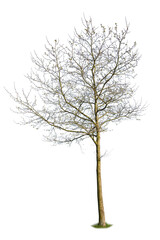 Deciduous tree pre blooming during spring season, cutout tree