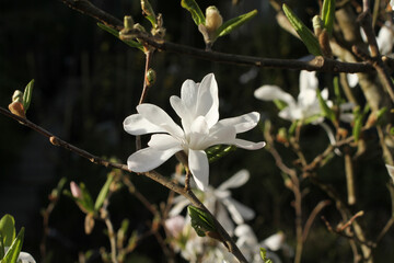 A branch of blooming white magnolia on a green trees background. Closeup © Owl_photographer