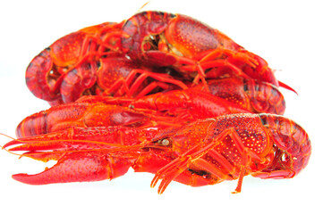 Lobster on a white background