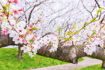 満開の桜