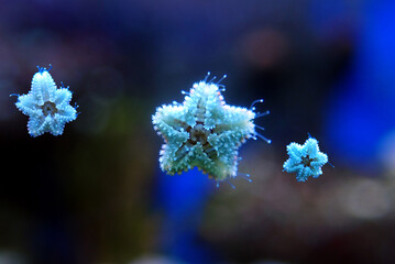 Asterina sea star is common star in home coral reef aquarium tanks