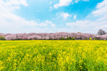 満開の桜と菜の花畑