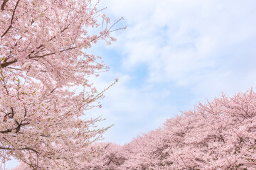 青空と満開の桜