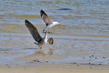 Beautiful seabirds in the sea in Brittany