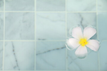White plumeria flowers on floor swimming pool. beside blue sky swimming pool, Copy space.