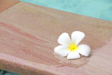 Fototapeta na wymiar White plumeria flowers on floor swimming pool. beside blue sky swimming pool, Copy space.