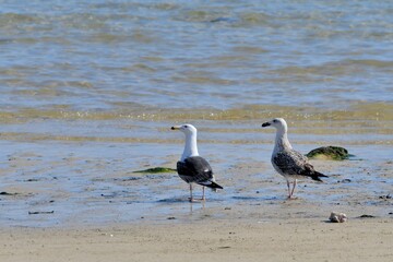 Beautiful seabirds in the sea in Brittany