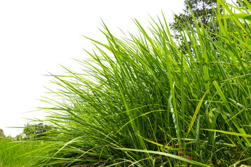 Green grass background texture,  Green lawn texture background, top view.