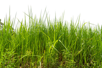 Green grass background texture,  Green lawn texture background, top view.