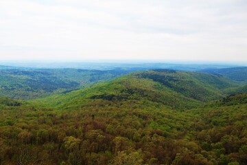 Beautiful green forest in the Ozarks.