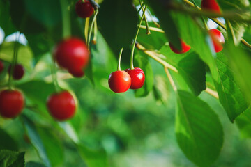 Cherries on the tree, cherry fruit grow in summer orchard