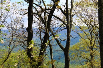 Beautiful green forest in the Ozarks.