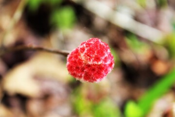 Flower on forest floor.