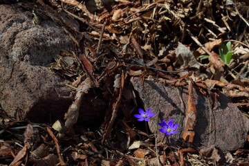 Wild early blue spring flowers besides rocks in sunlight among dead grass, leaves and pieces of pine bark
