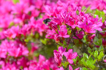 クマンバチとつつじ