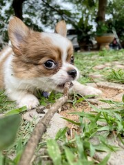 Cute of baby white chihuahua dog pet animal playing