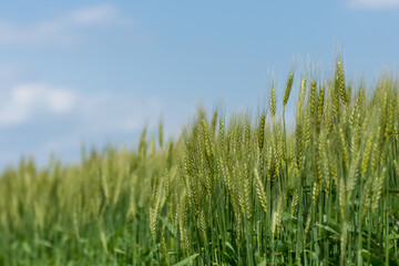 風にそよぐ大麦畑