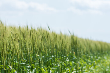 Obraz premium 風にそよぐ大麦畑