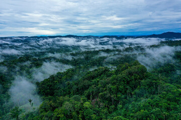 Aerial view of a tropical forest, part of the Amazon rainforest, covered in a layer of fog with a small unhardened road running through the forest towards the river in the background