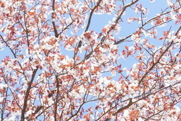 紅葉李（ベニバスモモ）の枝ぶりと青空