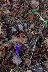 Group of early blue wild spring flowers among dead leaves, grass and sticks