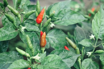 Close up of red chilli plant and green leaves