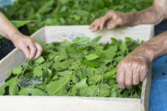 Man and woman feeding silkworms with fresh mulberry leaves in a traditional way