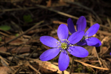 Close up macro shot of wild blue early spring flowers Hepatica nobilis with blurred brownish background