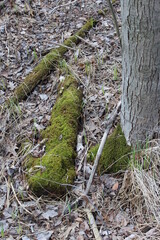 moss on a fallen log