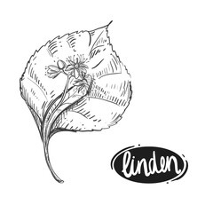 Detailed hand drawn black and white illustration plant linden, flowers, leaf, branch. sketch. Vector. Elements in graphic style label, card, sticker, menu, package.