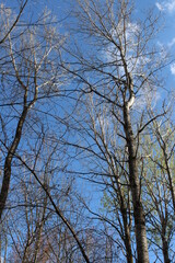 trees in the sky