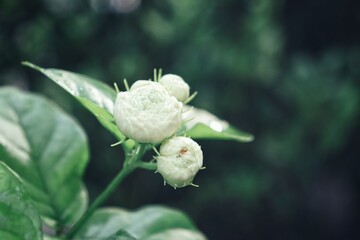 Close up of beautiful blossom white jasmine and green leaves