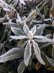 frost on leaf