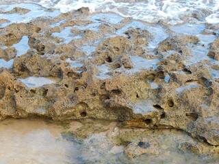 coral at low tide