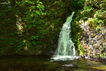 Beautiful waterfall in a green forest