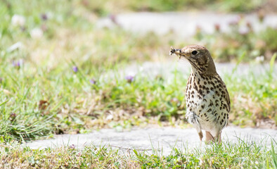 Song thrush in English country garden collecting a beak full of insects to feed hungry chicks