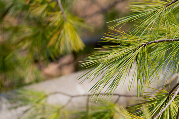 Abstract Green Pine Needles Background
