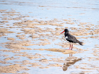Pied Oystercatcher 