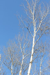 Fototapeta na wymiar birch trees against blue sky
