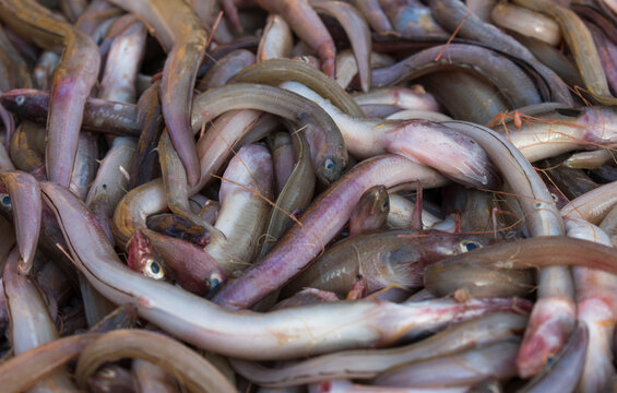 Close up shot of wanieso lizard fish for sale in the fish market.