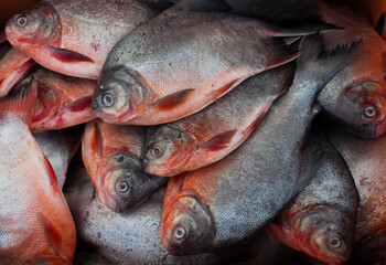 Closeup shot of red-bellied pacu fish for sale.