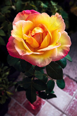 Pink and yellow hybrid tea rose peace flower