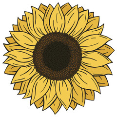 Beautiful Colorful Doodle style Sunflower isolated on white background.  Hand drawn Flower in Vector format 
