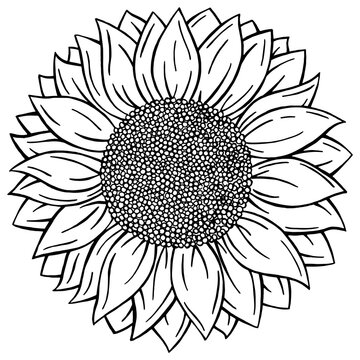 Monochrome, black and white Doodle style Sunflower isolated on white background.  Vector format Hand drawn Flower