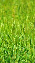 Green spring barley in April
